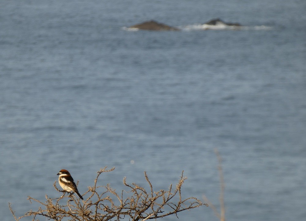 Woodchat Shrike (Balearic) - ML546454531