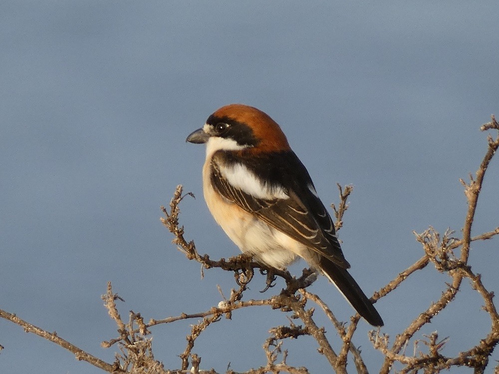 Woodchat Shrike (Balearic) - ML546454581