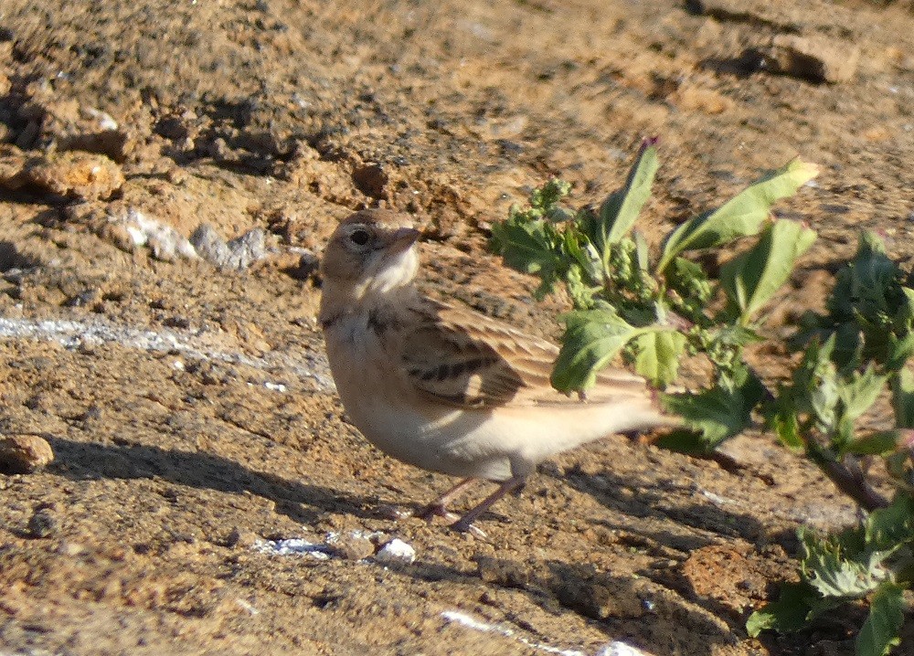 Greater Short-toed Lark - ML546454681