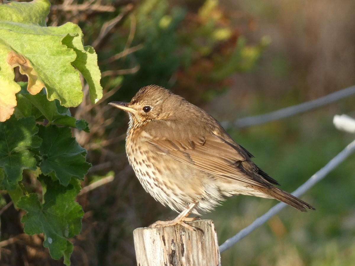 Song Thrush - ML546454791