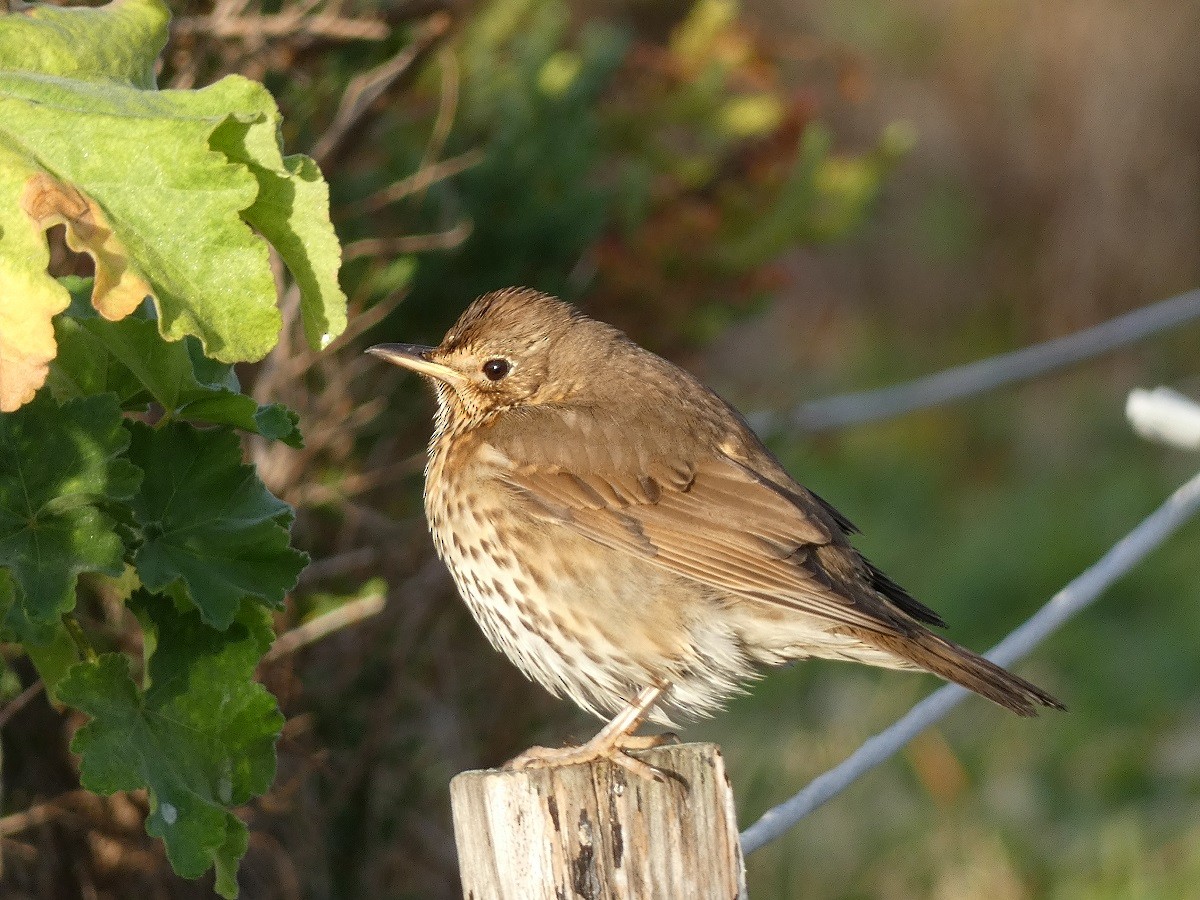 Song Thrush - Vicente Tamarit Garcerá