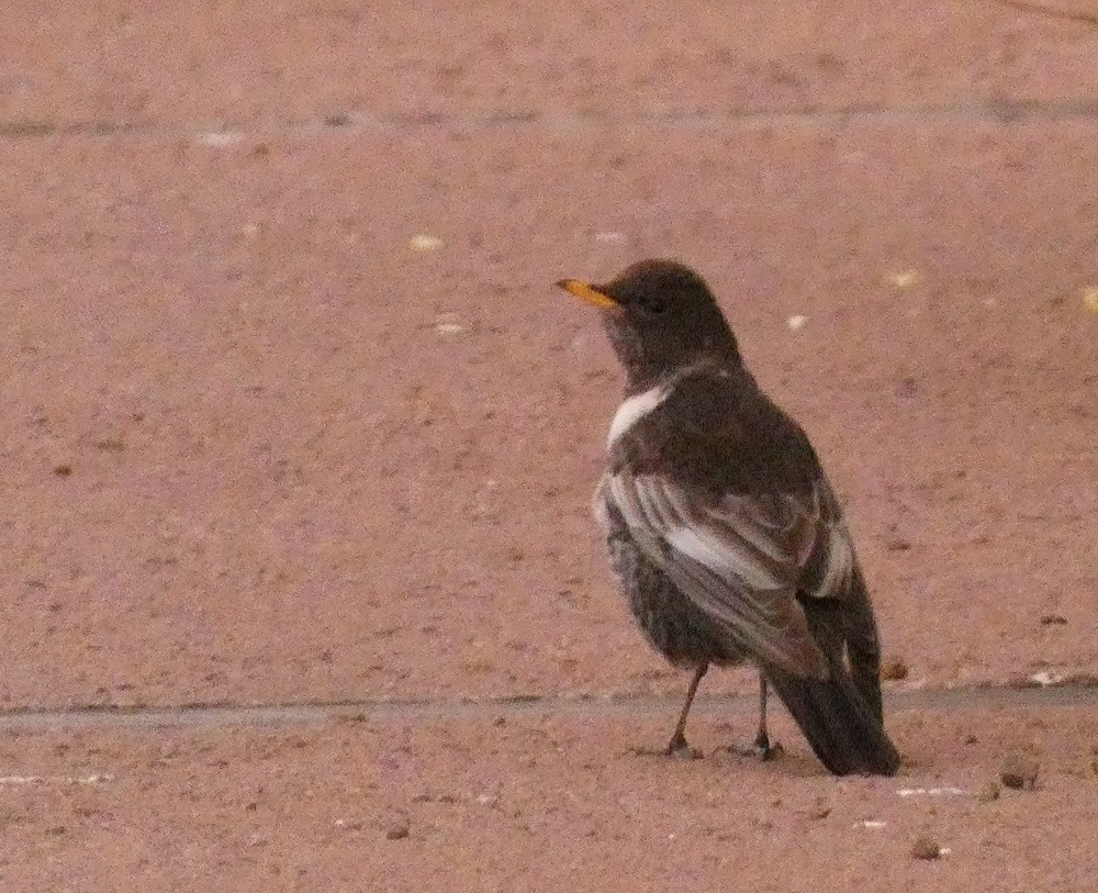 Ring Ouzel - ML546454851