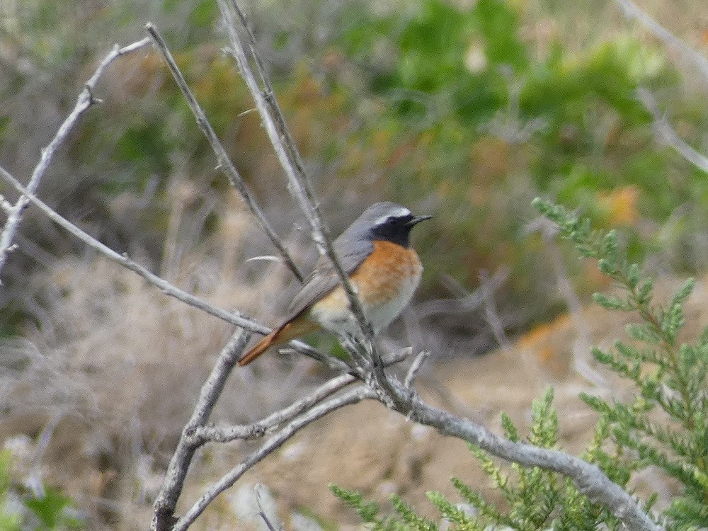 Common Redstart - ML546454921