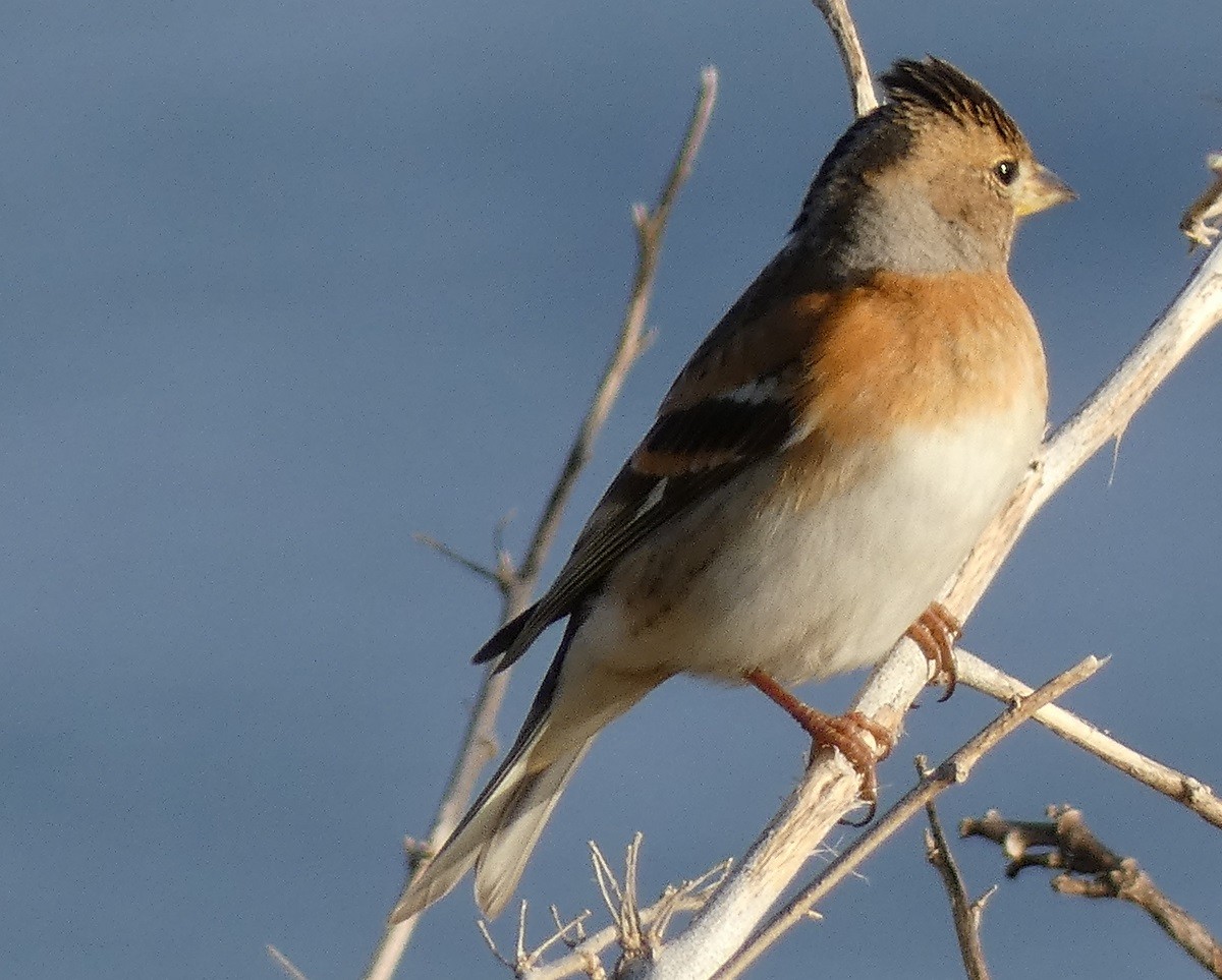Brambling - ML546455011