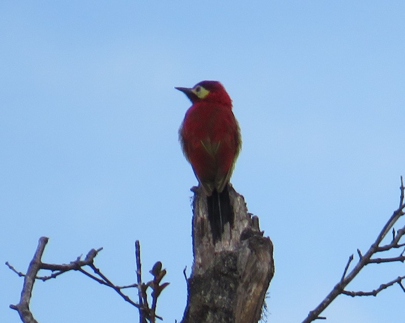 Crimson-mantled Woodpecker - Jeff Harding