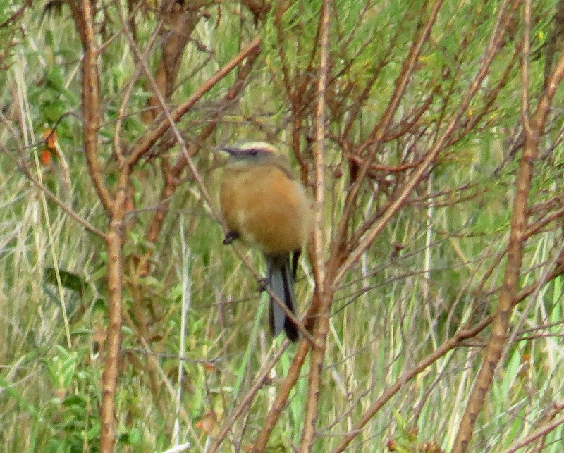 Brown-backed Chat-Tyrant - Jeff Harding