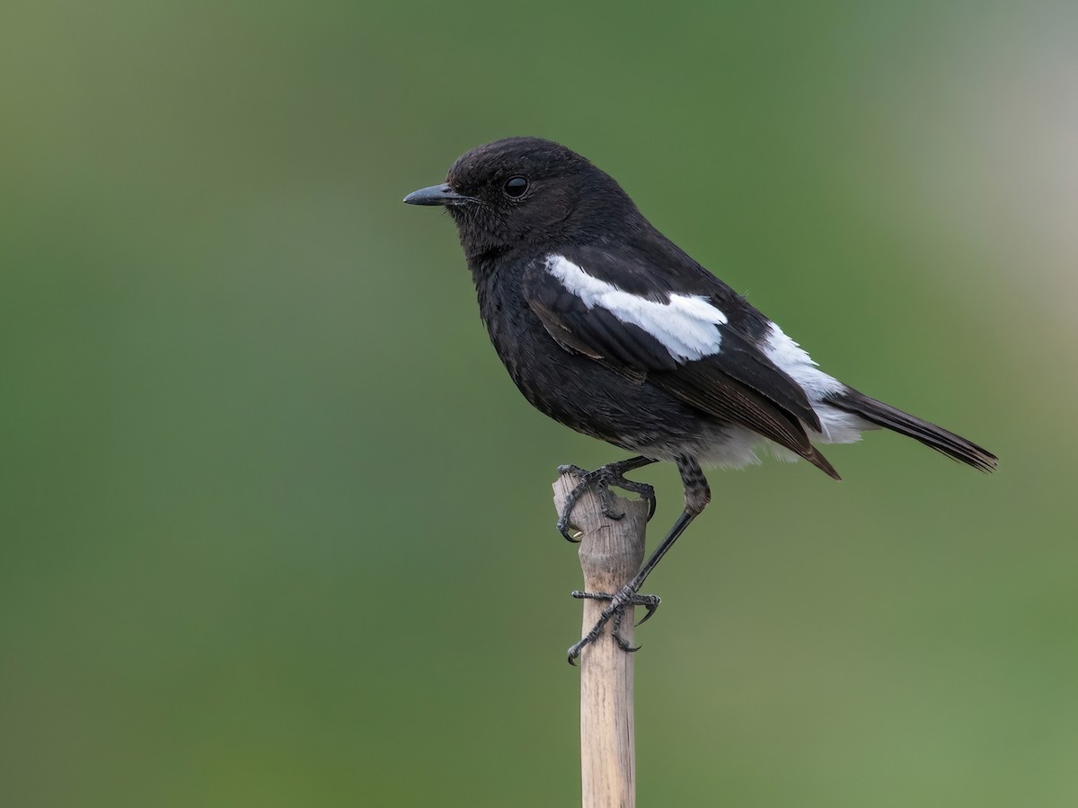 Pied Bushchat - Saxicola caprata - Birds of the World