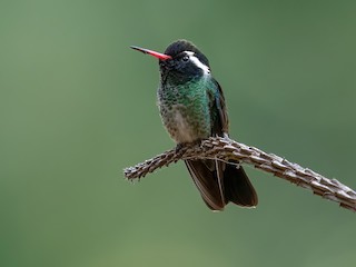  - White-eared Hummingbird