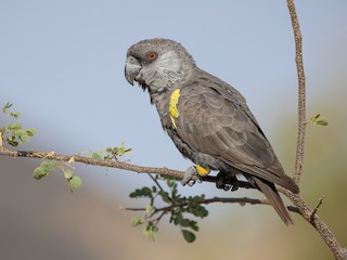  - Rüppell's Parrot