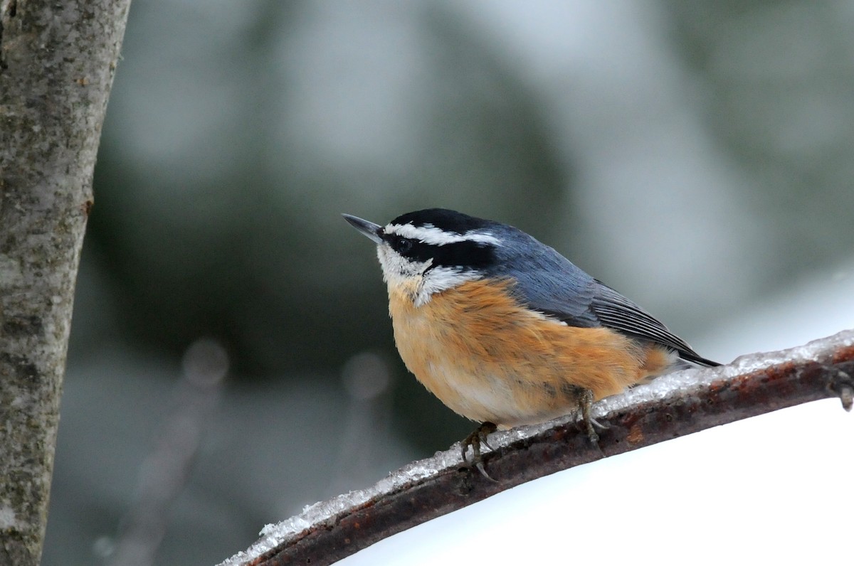 Red-breasted Nuthatch - ML546466891