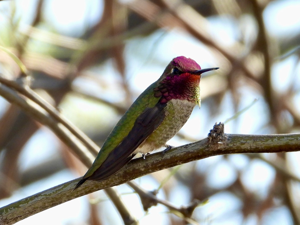 Anna's Hummingbird - ML546473511