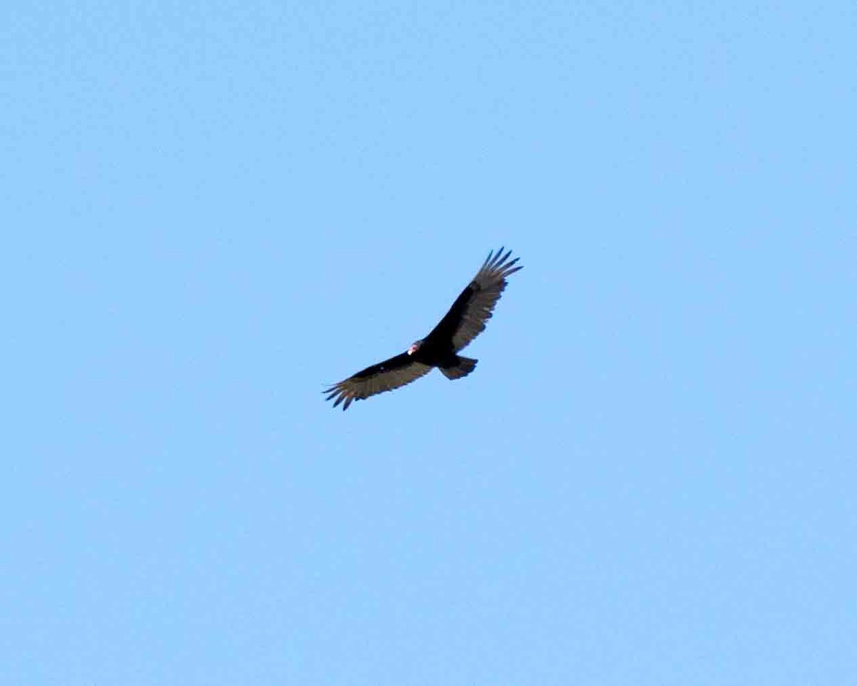 Turkey Vulture - ML54647591