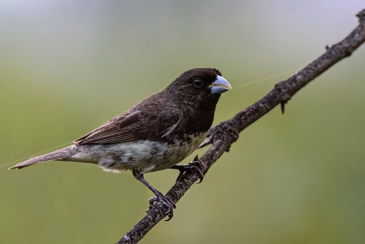 Yellow-bellied Seedeater - ML546478531