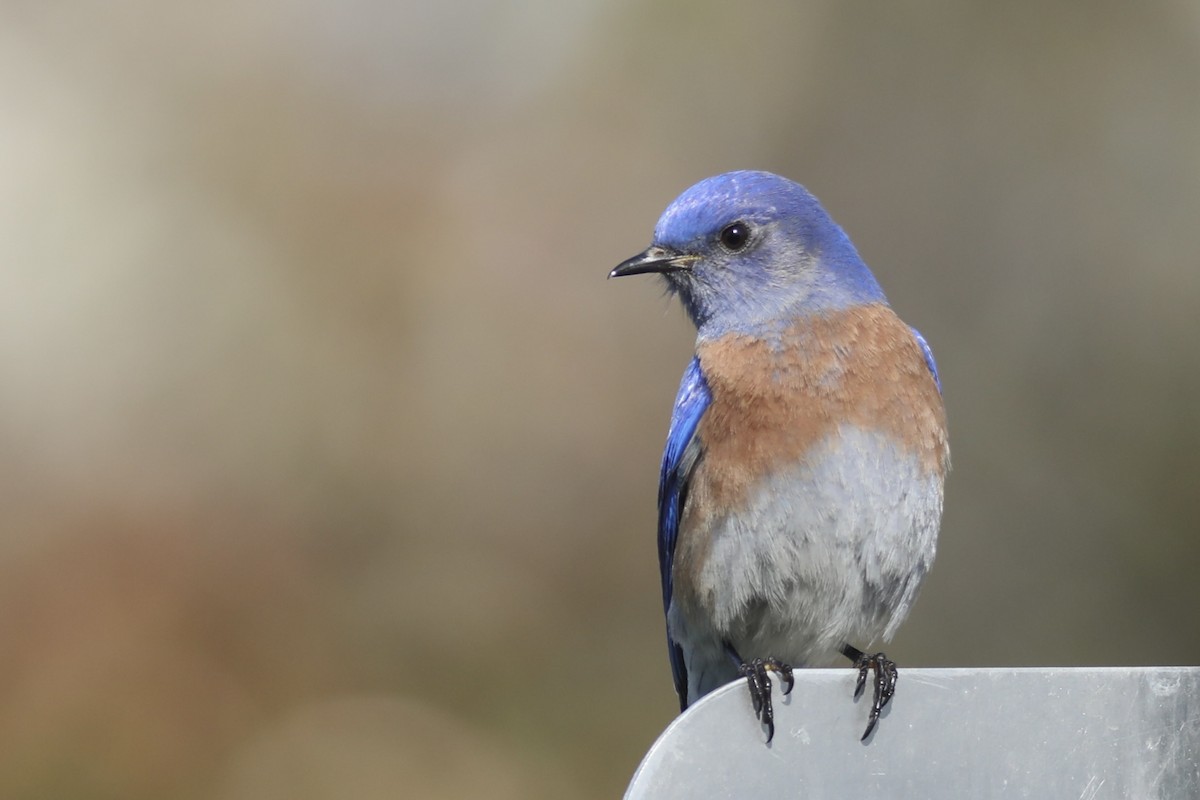 Western Bluebird - ML546478951