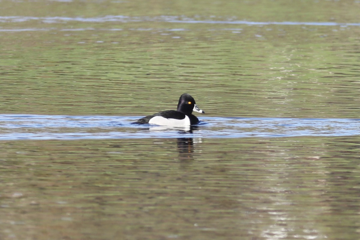 Ring-necked Duck - ML546479101