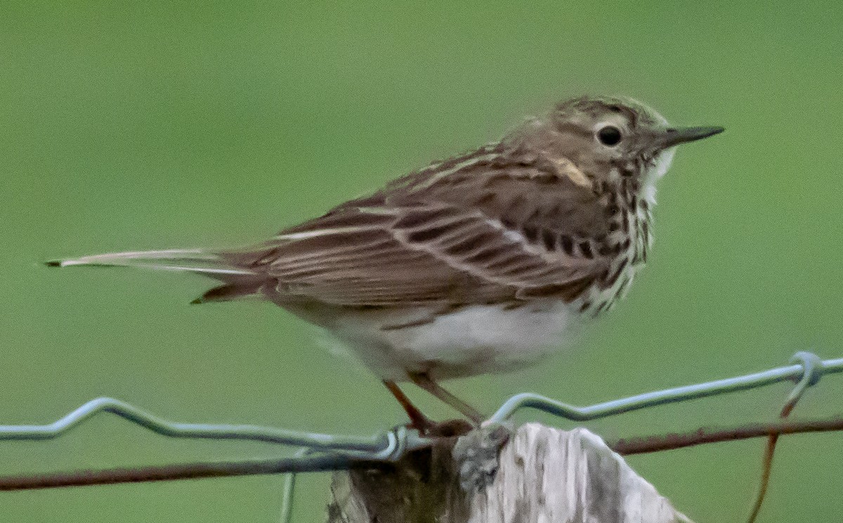 Meadow Pipit - ML546481511
