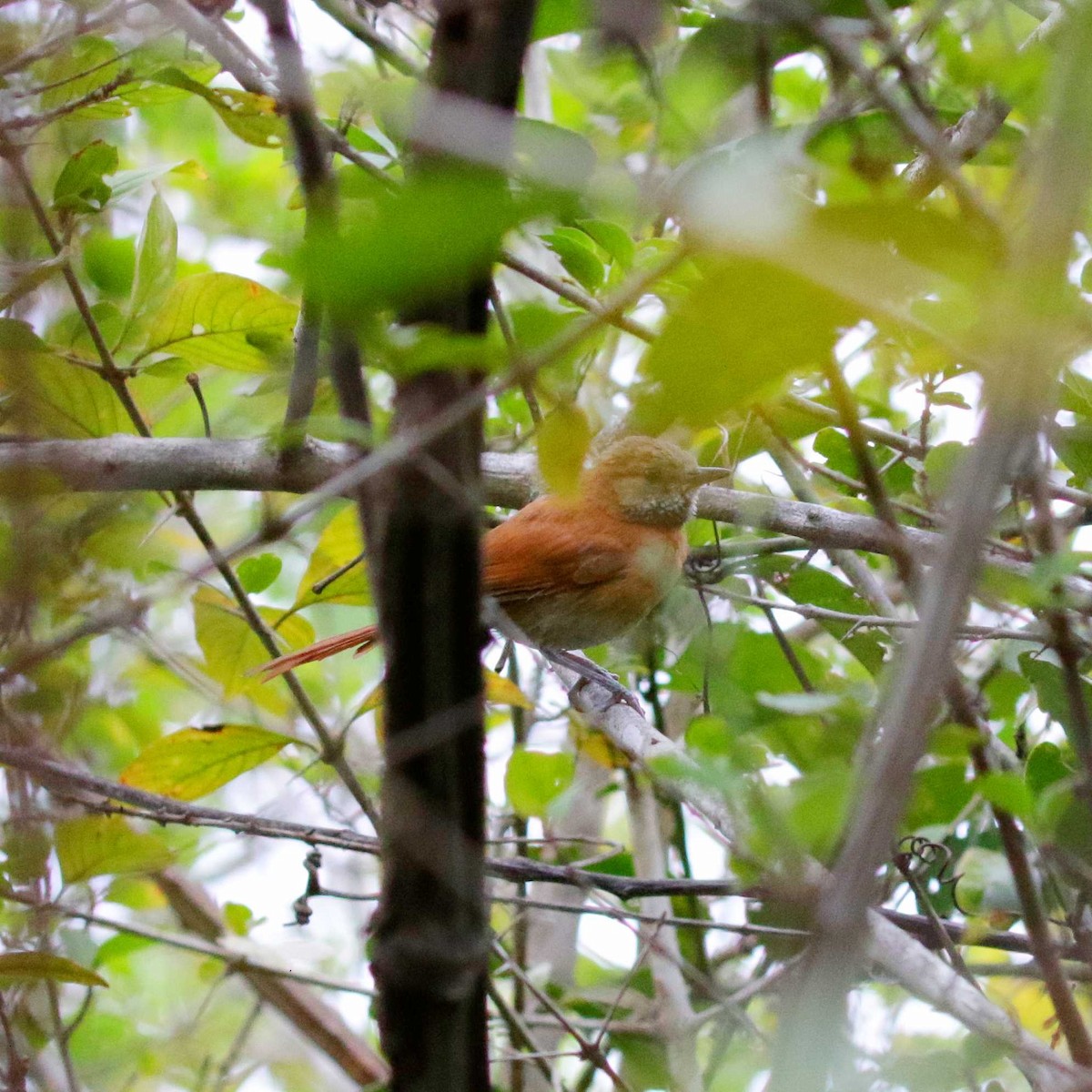 Hoary-throated Spinetail - ML546481551