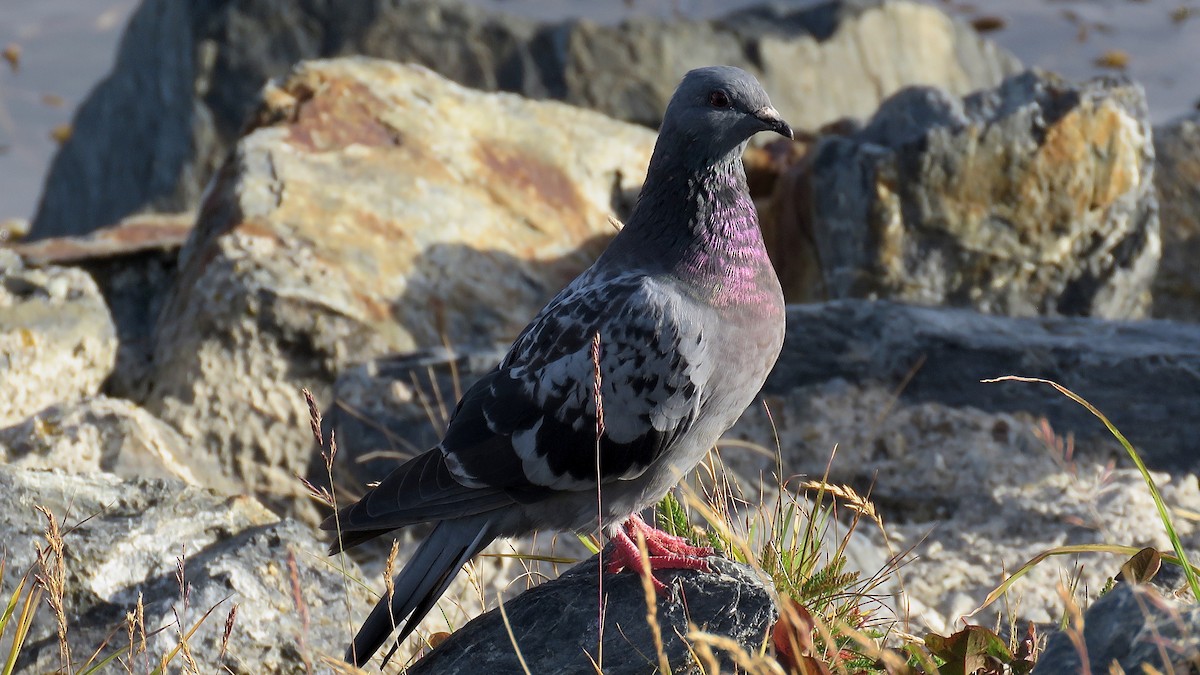 Rock Pigeon (Feral Pigeon) - ML546487991