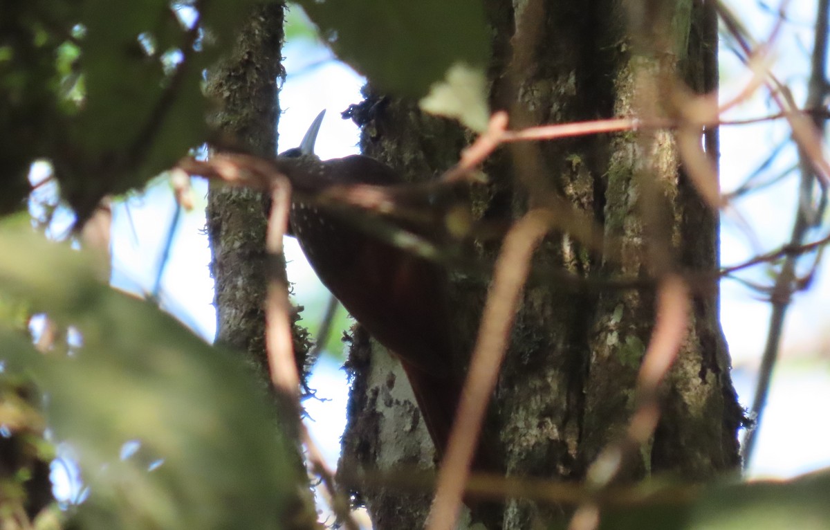 Spotted Woodcreeper - ML546490031