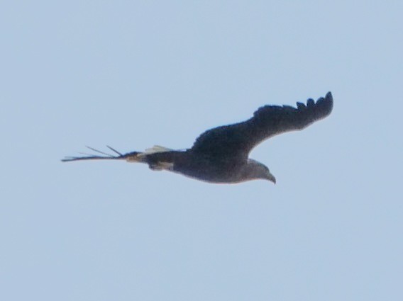 White-tailed Eagle - ML546490061