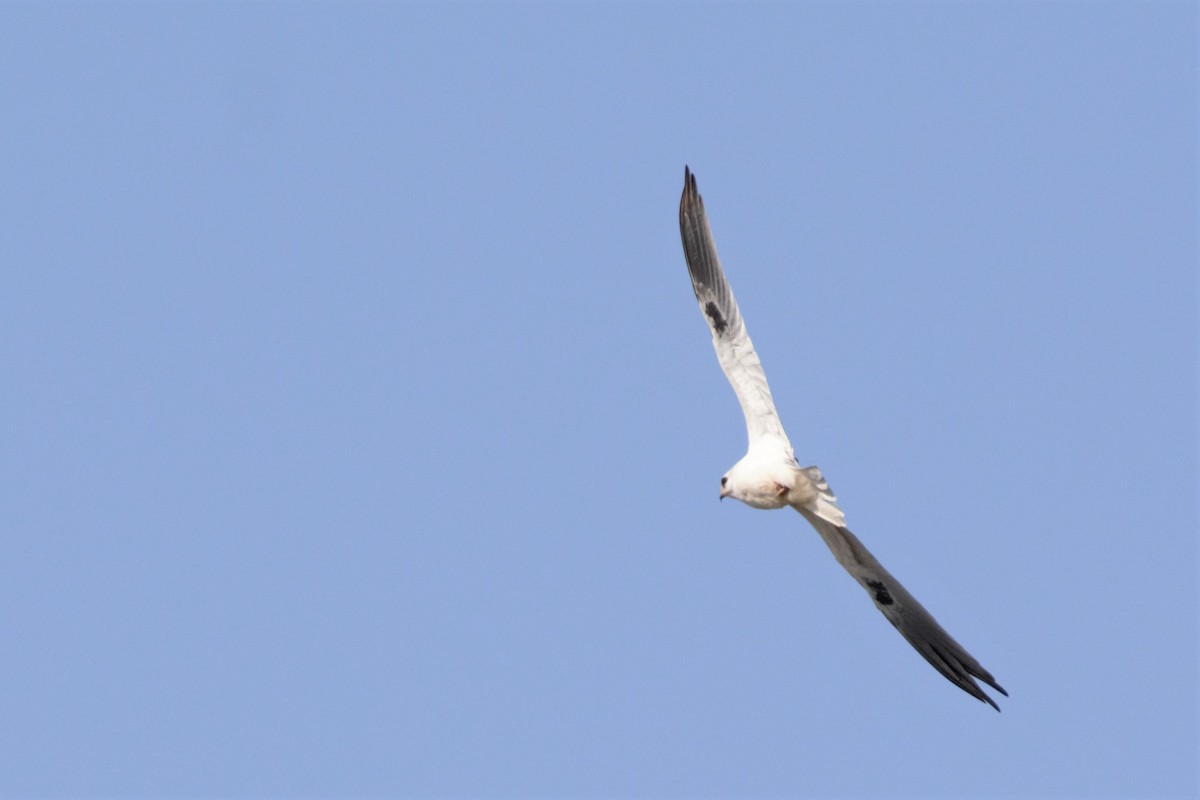 White-tailed Kite - ML546490791