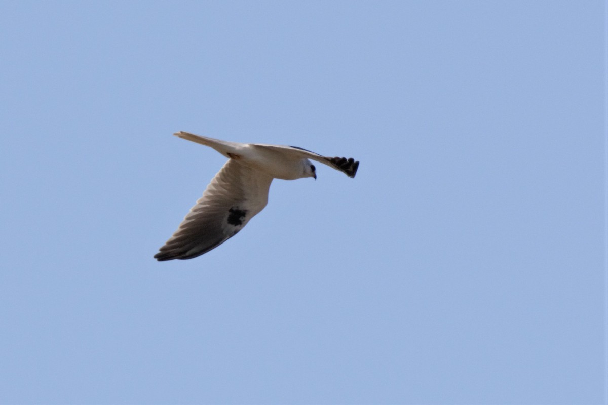 White-tailed Kite - ML546490801