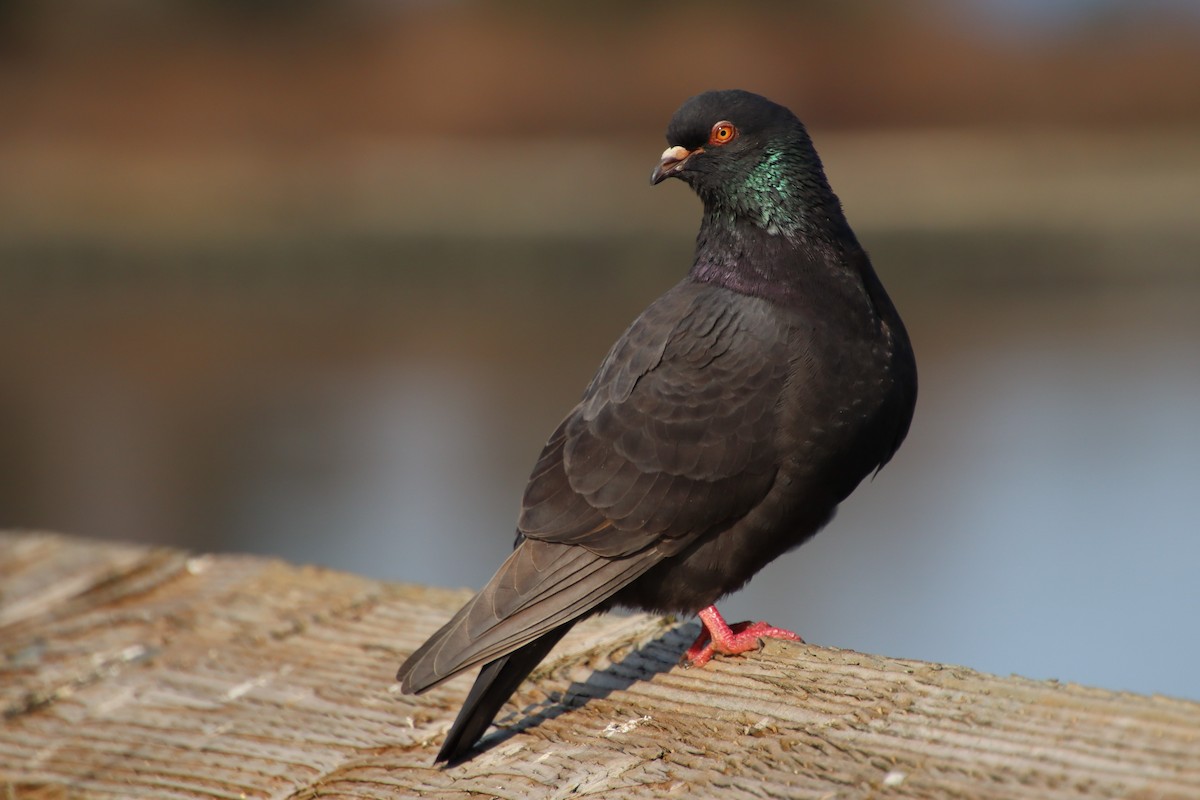 Rock Pigeon (Feral Pigeon) - ML546491541