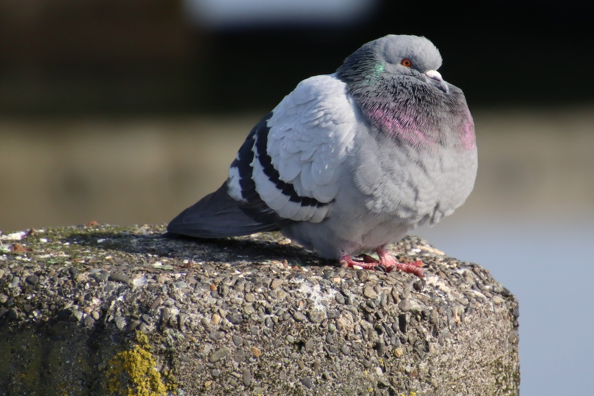 Rock Pigeon (Feral Pigeon) - ML546491601