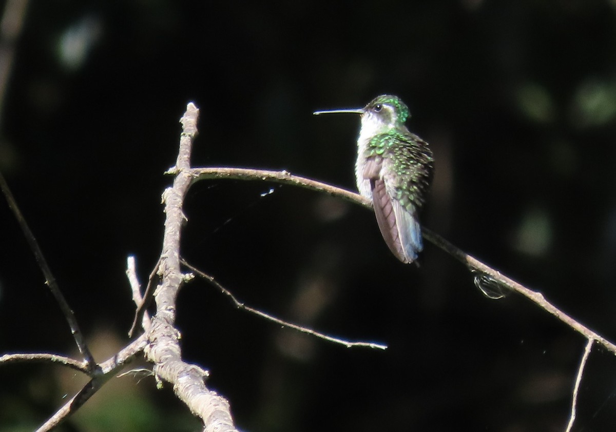 kolibřík salvadorský - ML546492121