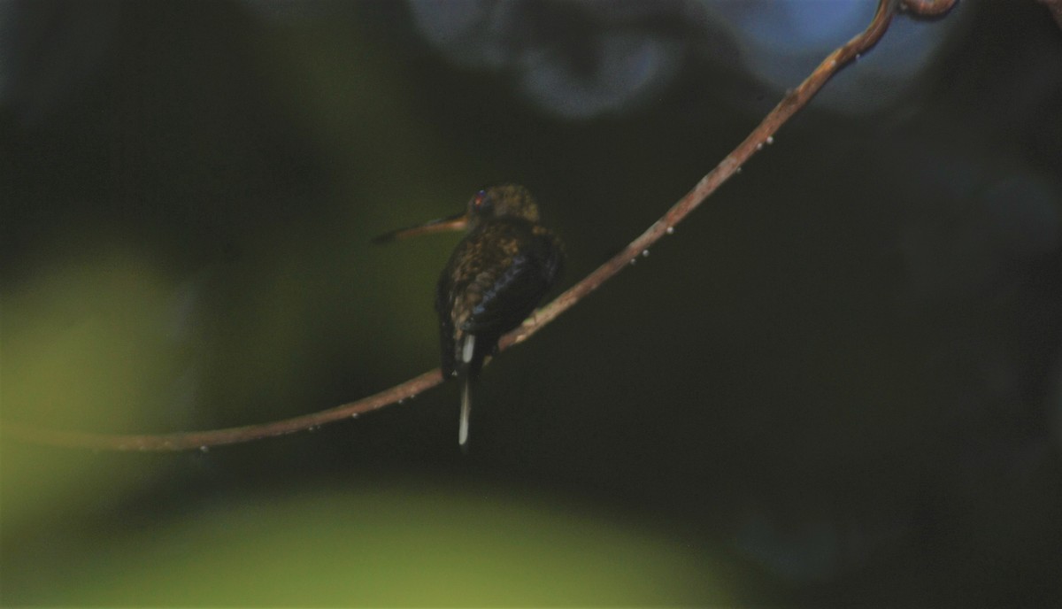 Прямоклювый колибри-отшельник - ML546495011