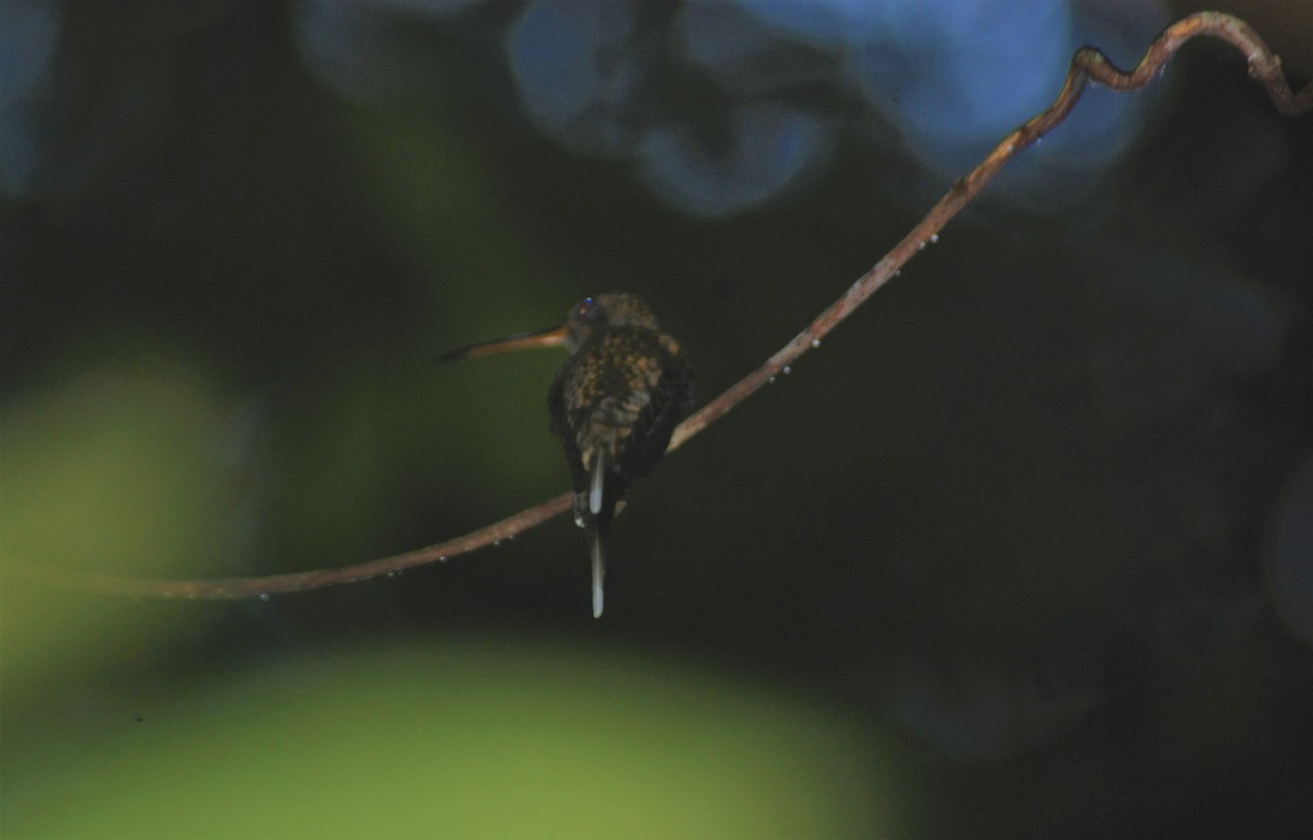 Прямоклювый колибри-отшельник - ML546495331