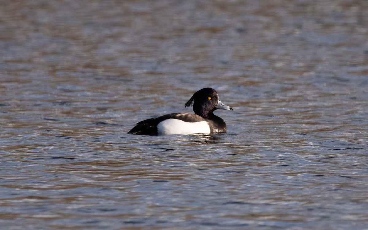 Tufted Duck - ML546501191