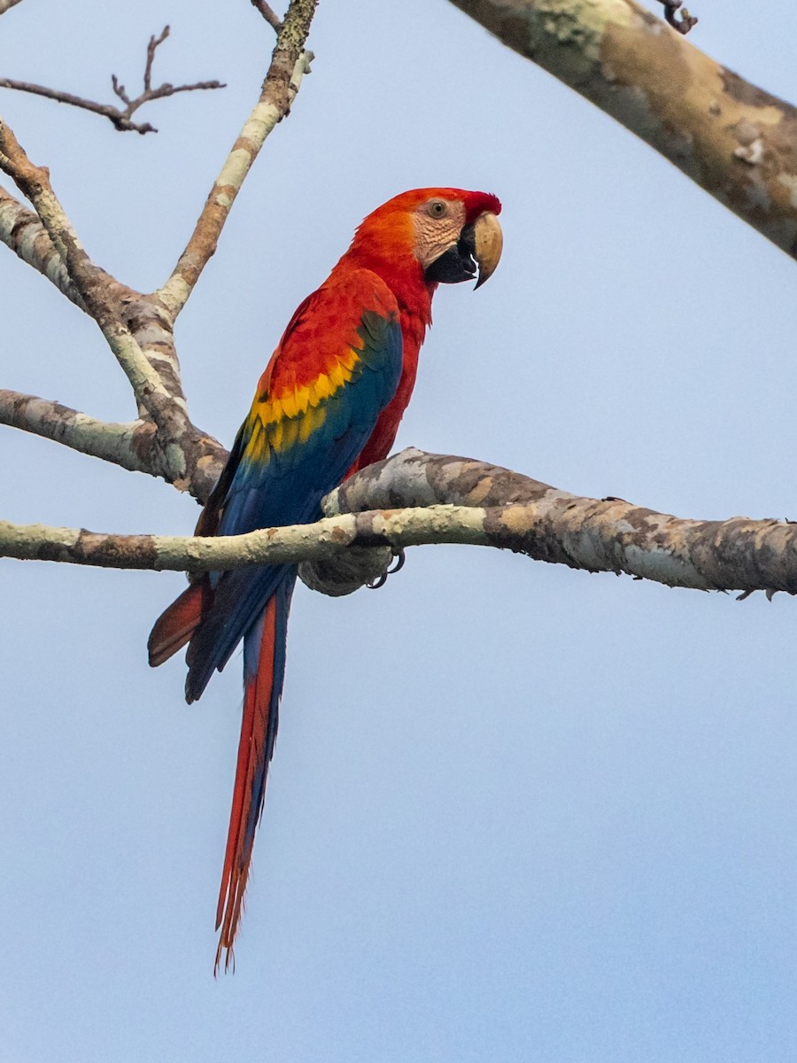 Scarlet Macaw - ML546501681