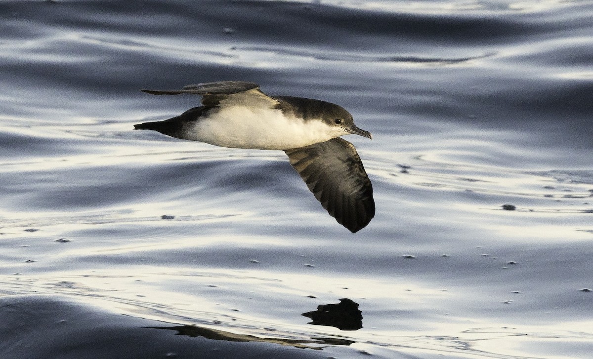 Galapagos Shearwater - Ian Routley