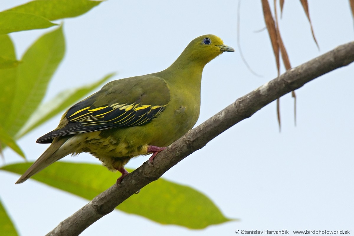 Sri Lanka Green-Pigeon - ML546505411