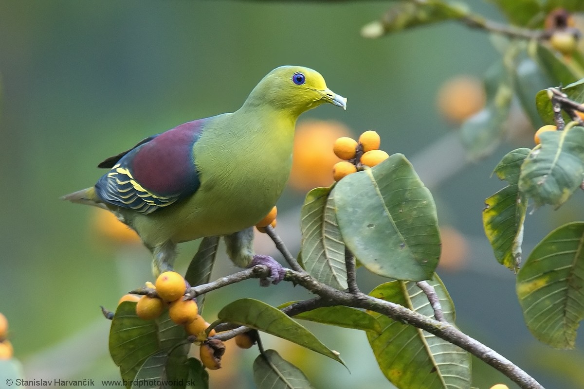 Sri Lanka Green-Pigeon - ML546505441