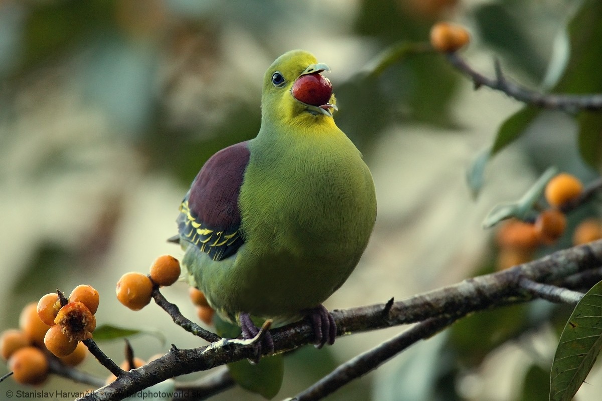 Sri Lanka Green-Pigeon - ML546507491