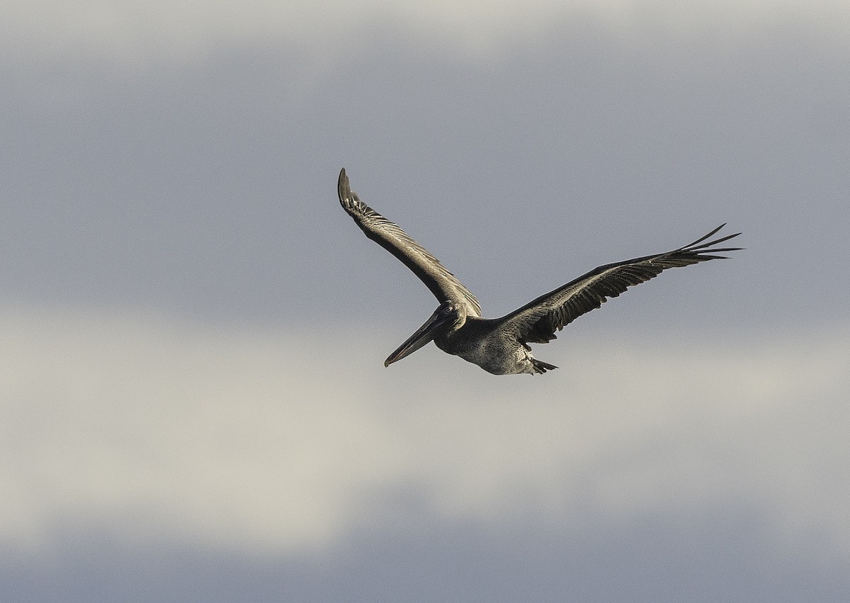 Brown Pelican (Galapagos) - ML546507761