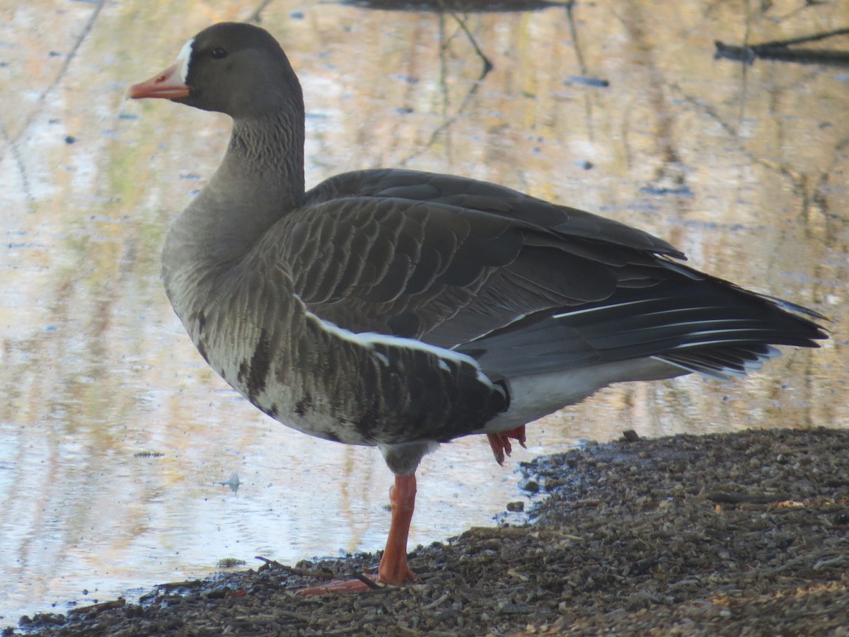 Greater White-fronted Goose - ML546508341