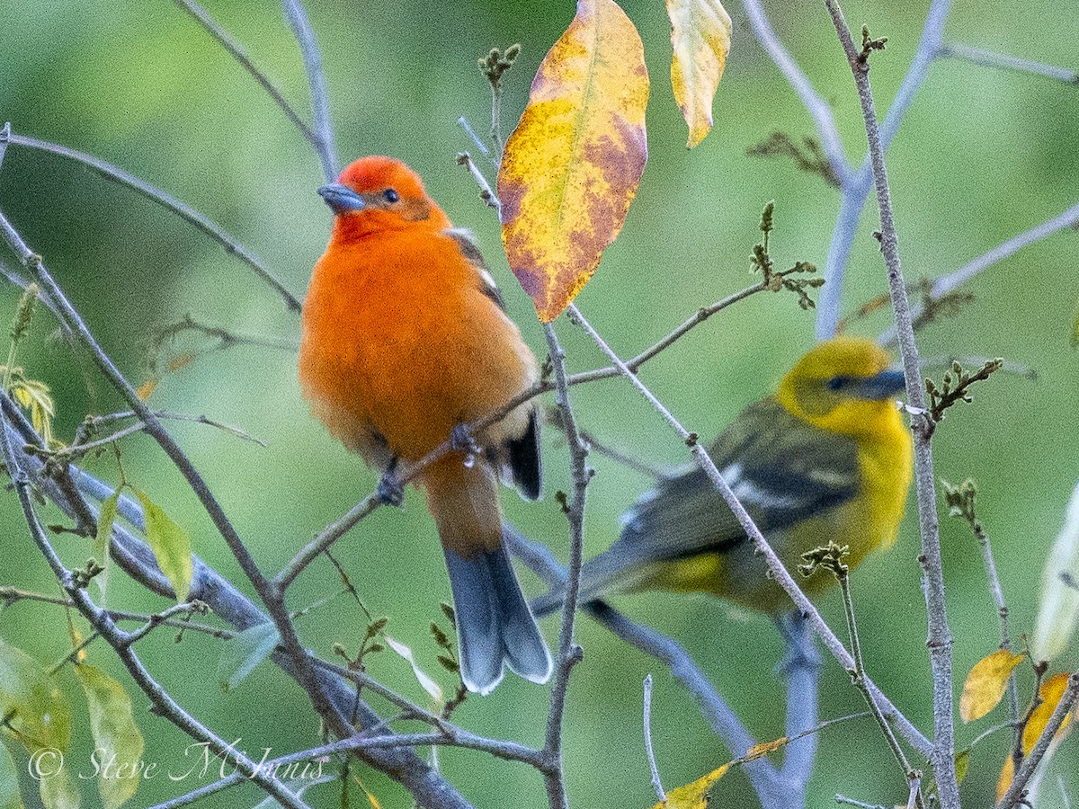 Flame-colored Tanager - Steve McInnis
