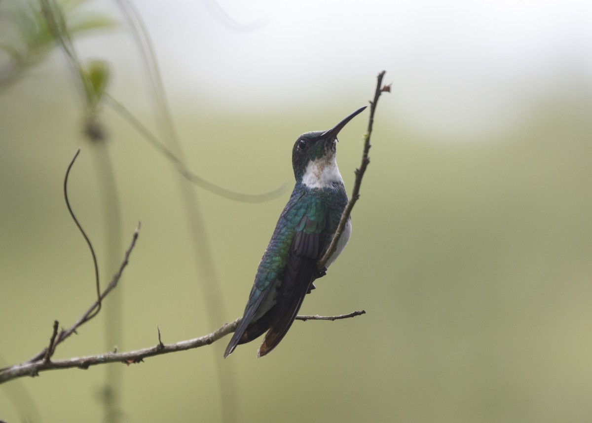 White-throated Hummingbird - Silvia Faustino Linhares
