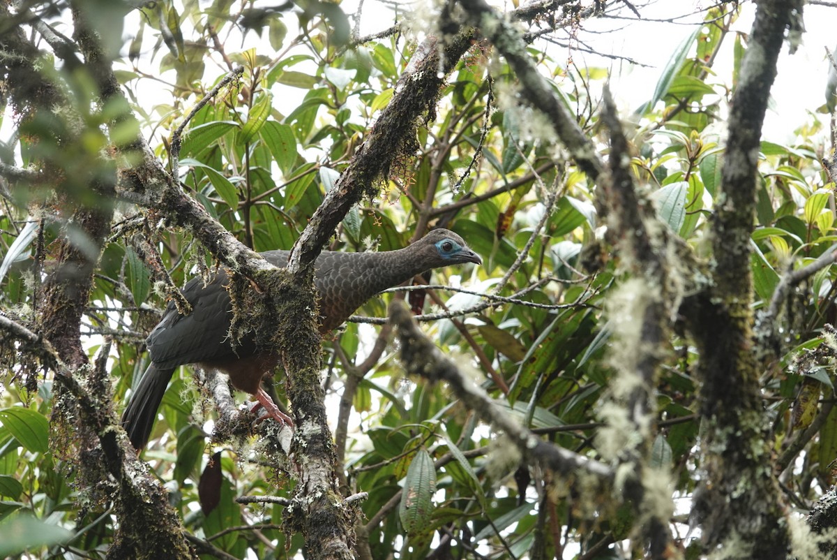 Sickle-winged Guan - ML546519811