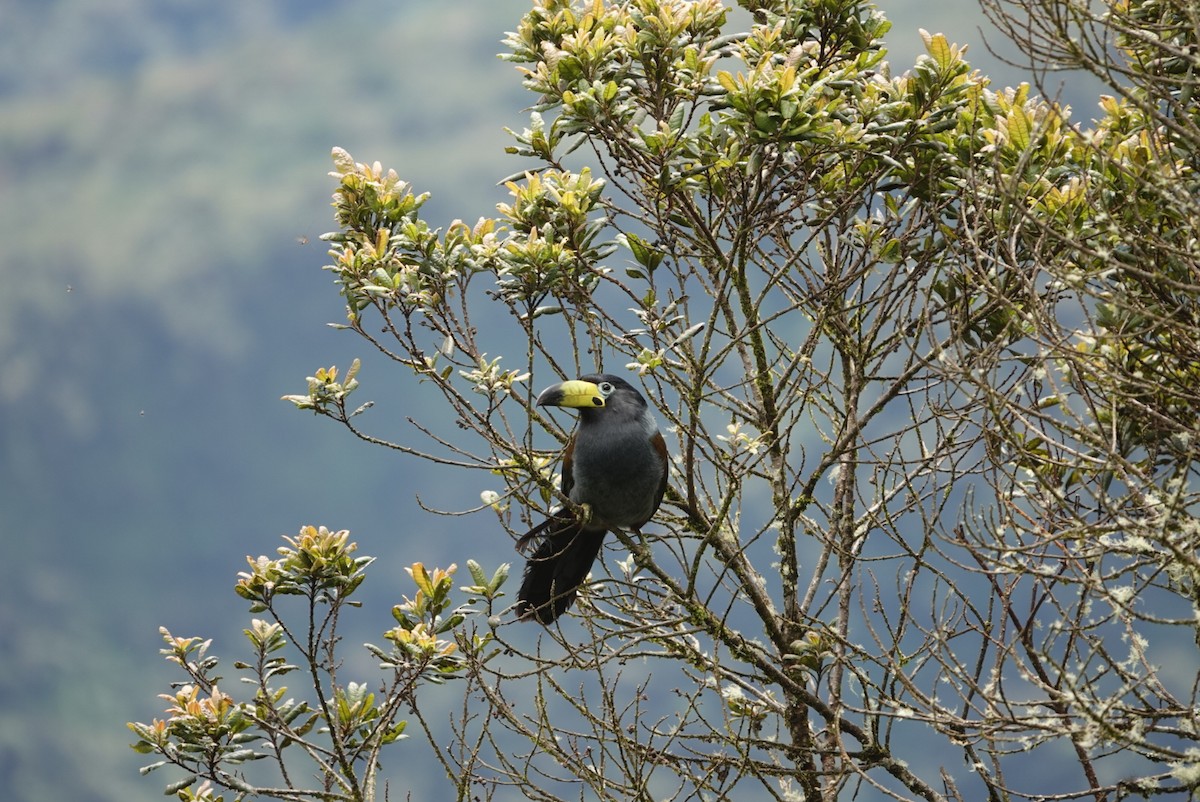 Hooded Mountain-Toucan - Pablo Cuervo