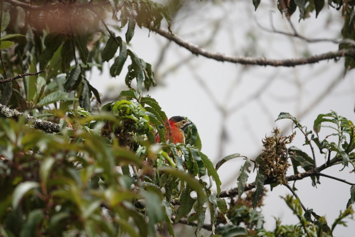Crimson-mantled Woodpecker - ML546520461