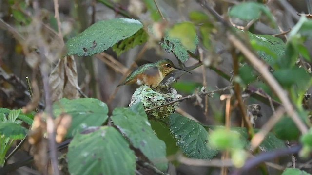 Allen's Hummingbird - ML546520751