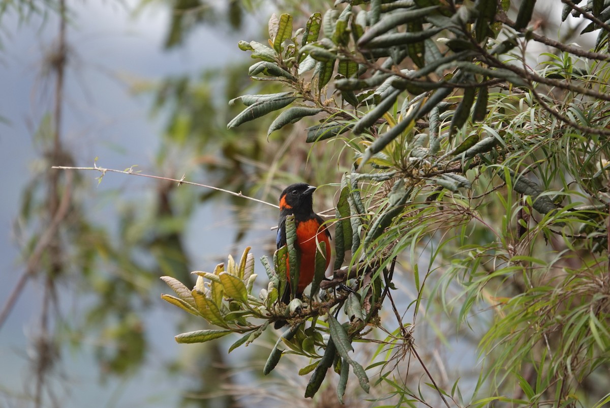 Scarlet-bellied Mountain Tanager - ML546520941