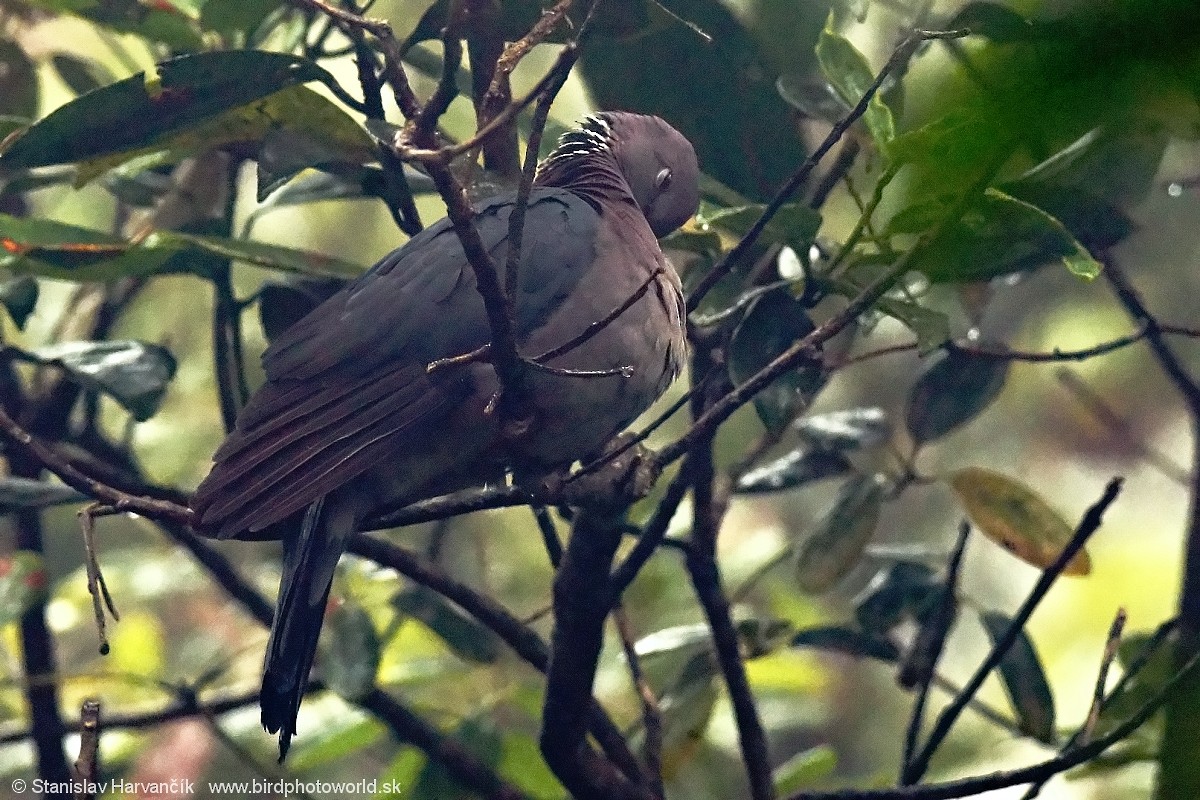 Sri Lanka Wood-Pigeon - ML546523871