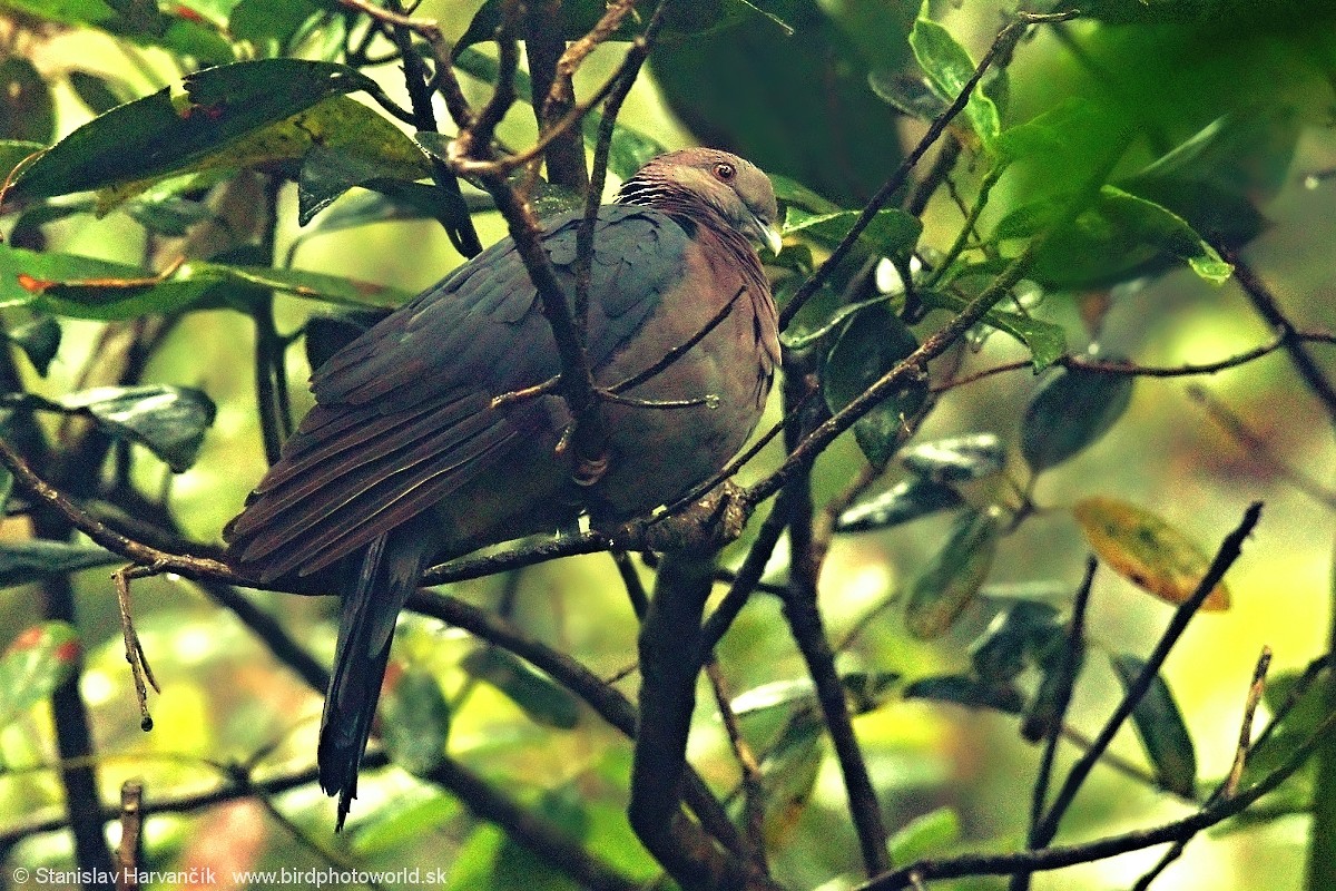 Sri Lanka Wood-Pigeon - ML546523881