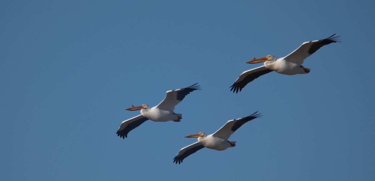 American White Pelican - Nathaniel Behl