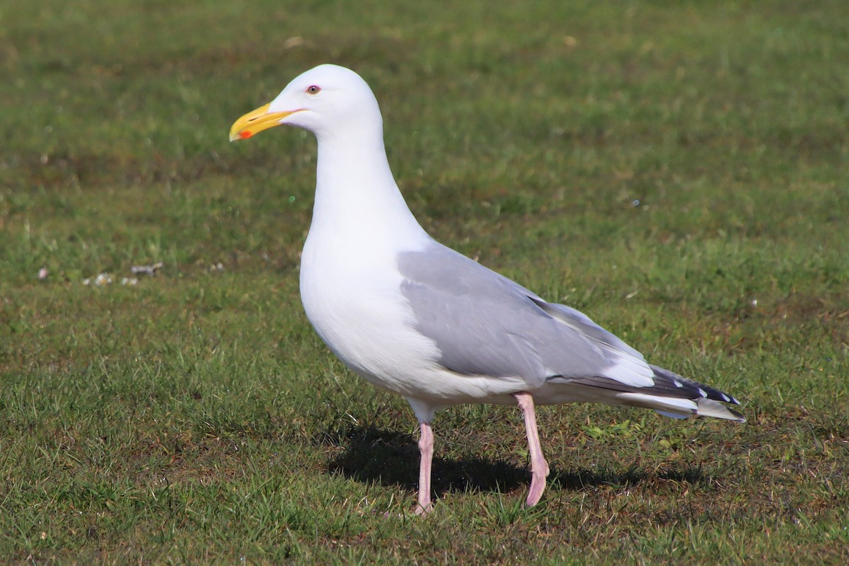 Herring x Glaucous-winged Gull (hybrid) - ML546525821